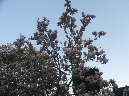 A Magnolia in full bloom at Nutbourne, West Sussex in Spring 2010