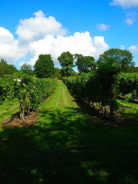 Vines in the Nutbourne Vineyard, photographed by Simon Carey and reproduced under a Creative Commons Licence, courtesy of 'Geograph'